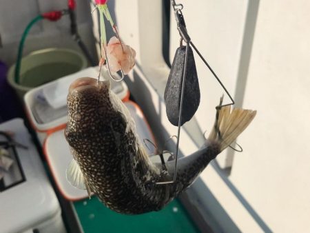 明石ショウサイ