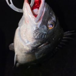 ヘチってきました