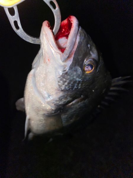 ヘチってきました