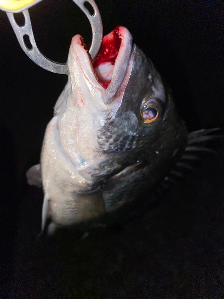 ヘチってきました