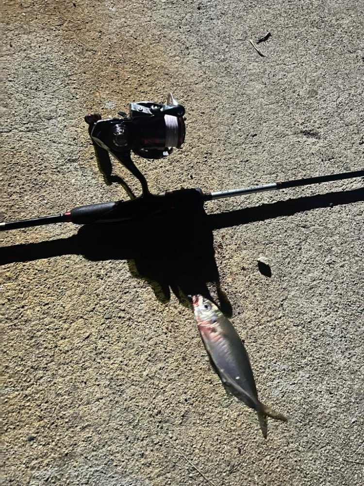 今期初物！！！