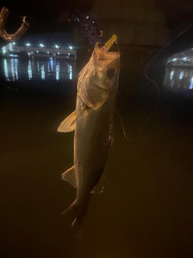 今日は逃げずにシーバスゲーム