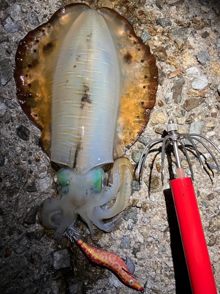 今期はラストエギング