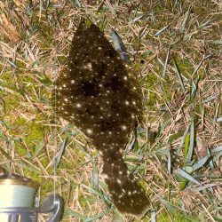 シーバス不調で子ヒラメ