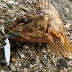 ジャックアイヒラリンでハギングにゃ!