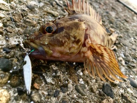 ジャックアイヒラリンでハギングにゃ!