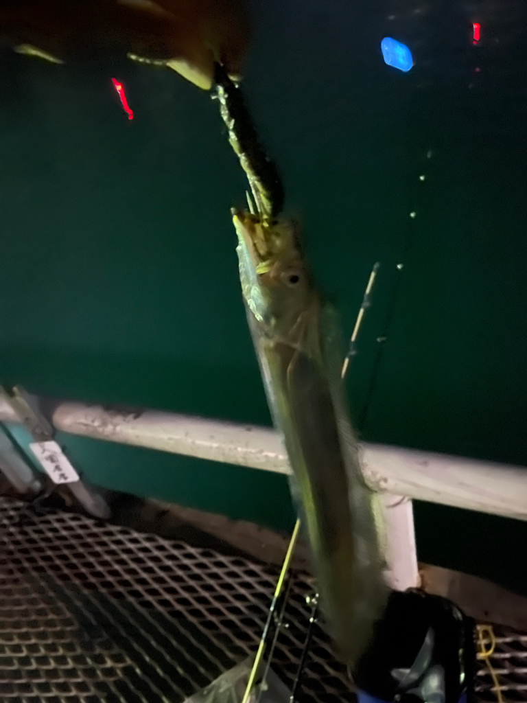 とっとパークですタチウオ狙い