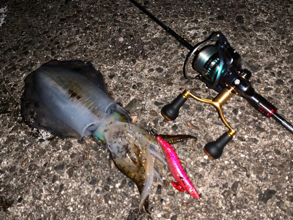 極寒エギング開幕