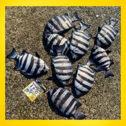 朝は肌寒いですが、日中は暑い。