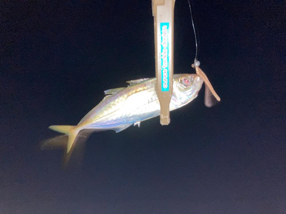 悶絶豆アジング