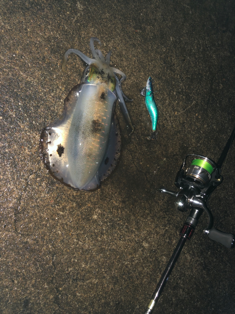 朝まづめ狙いで……