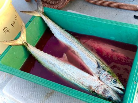 本日はサワラ・サゴシ祭りにゃ！