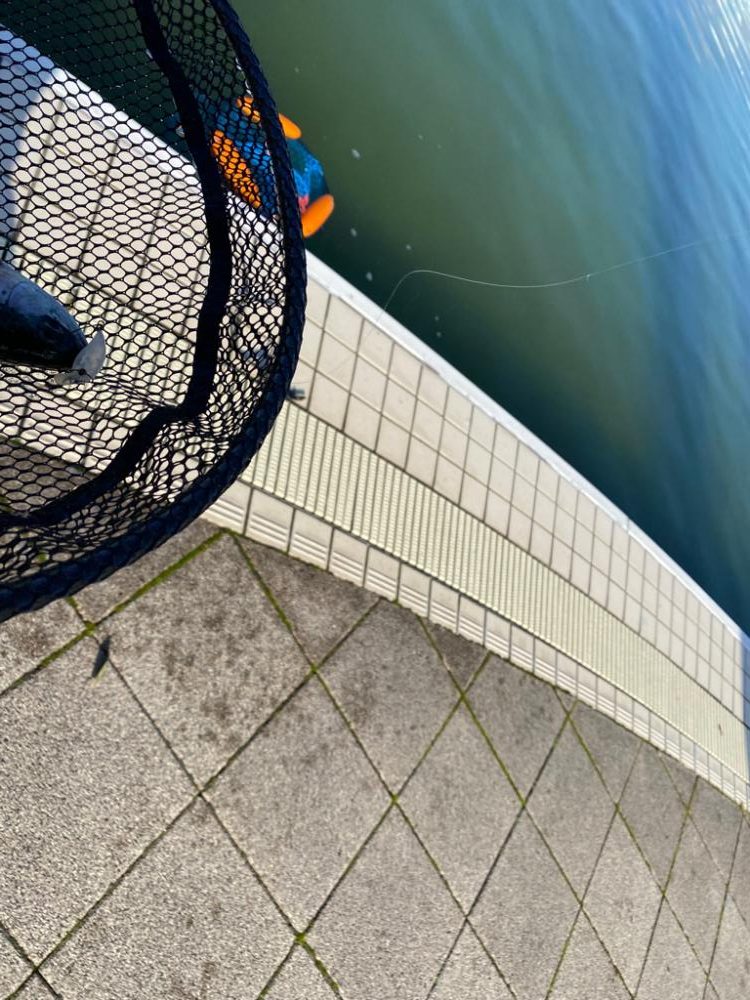 亀岡プールトラウト