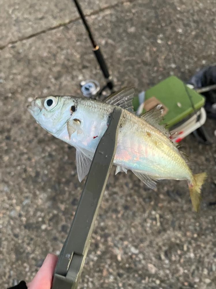 アジングシーズン 好調