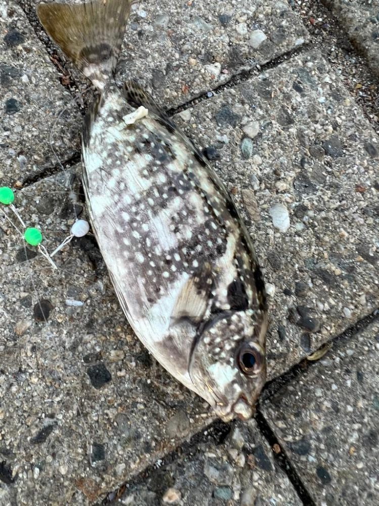 シーサイドコスモ、五目狙い