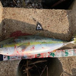 今日も有給釣行