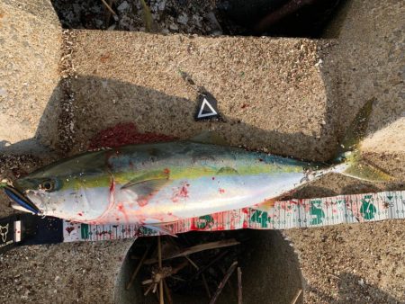 今日も有給釣行