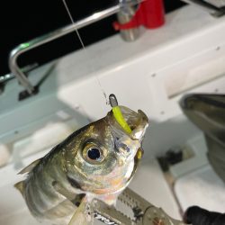 和歌山ボートアジング