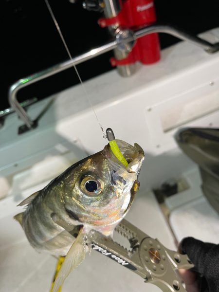 和歌山ボートアジング