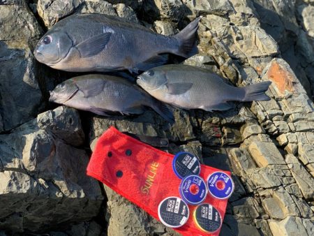 晩秋のグレは気難しい