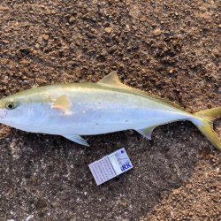 のませでメジロ