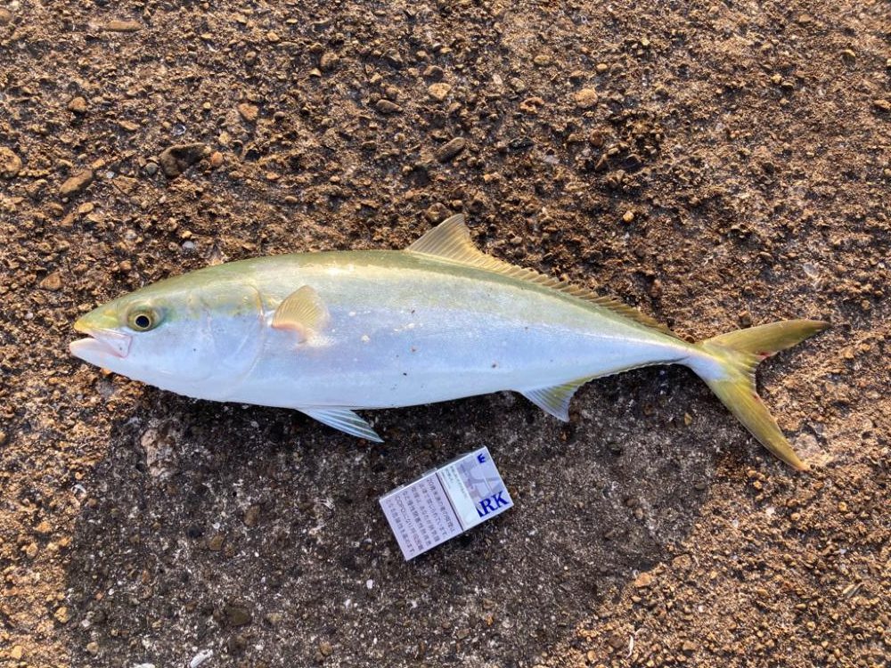 のませでメジロ