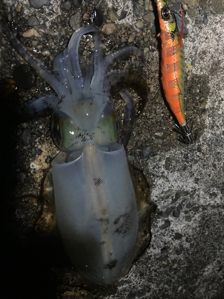 ナイトじゃないと