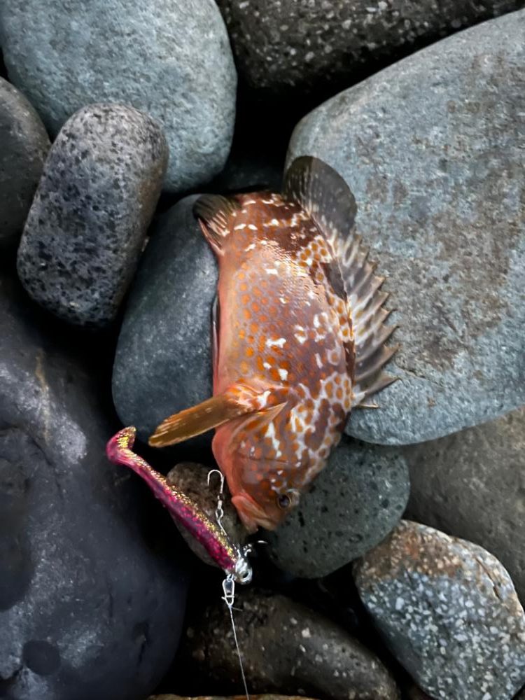 釣れてはいけない魚が