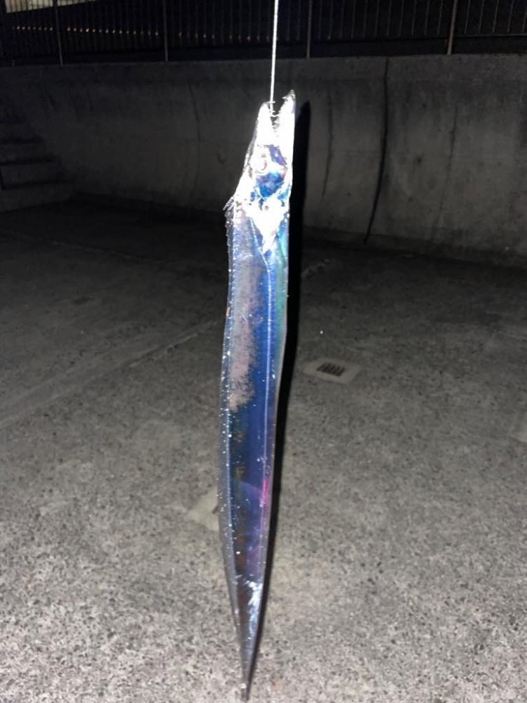 ウキ釣りでのタチウオ