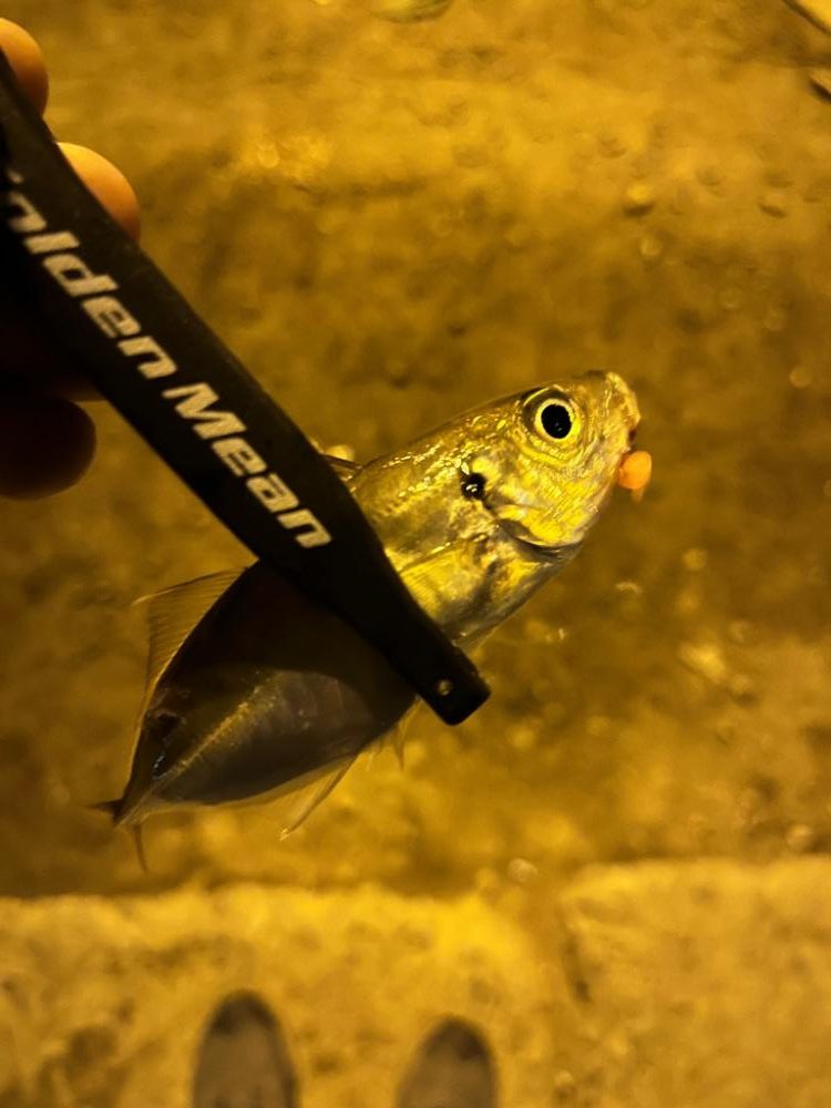 繊細なアジング