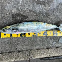 久しぶりのサゴシ