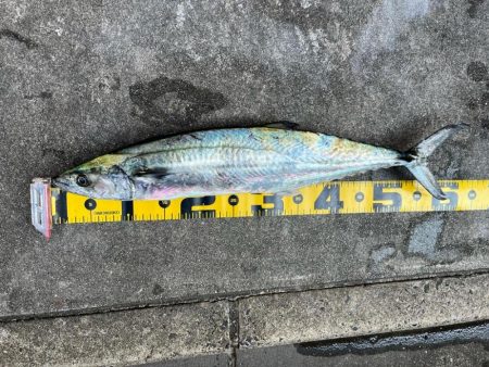 久しぶりのサゴシ