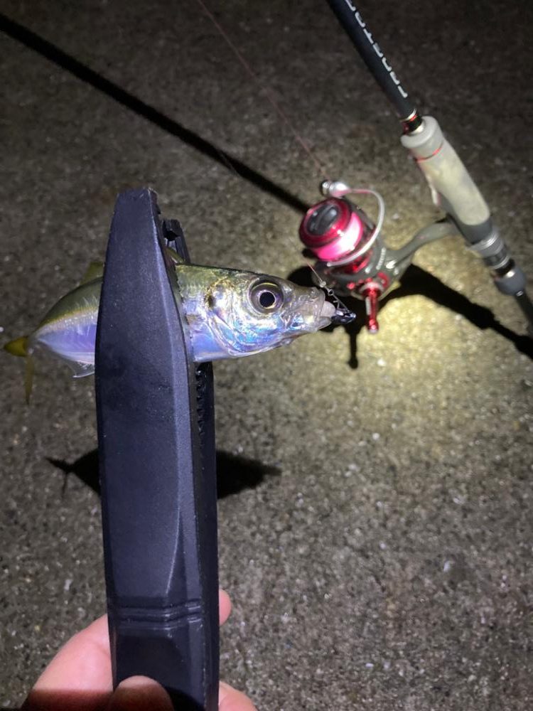 豆アジからのメバル