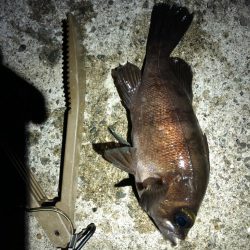 満月大潮アジング