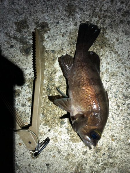 満月大潮アジング