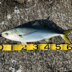 エサ確保困難お