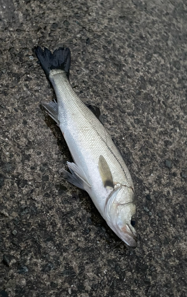 結果、大きい手ごたえ無く