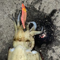 連日キロアップ狙い！