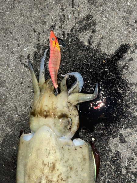 連日キロアップ狙い！