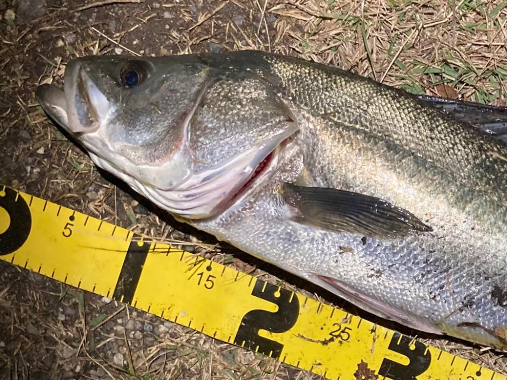 シーバスフィッシング