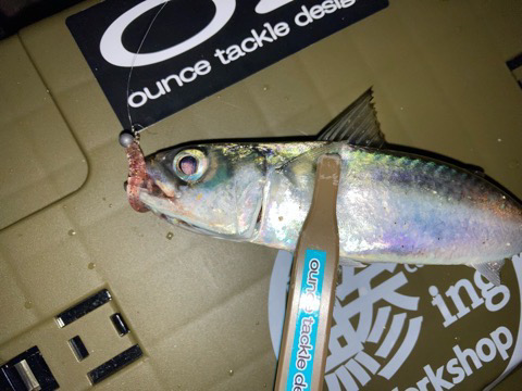 今日も道草食ってます