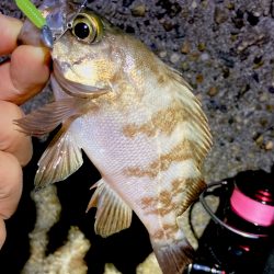 渋いっ。メバリング。