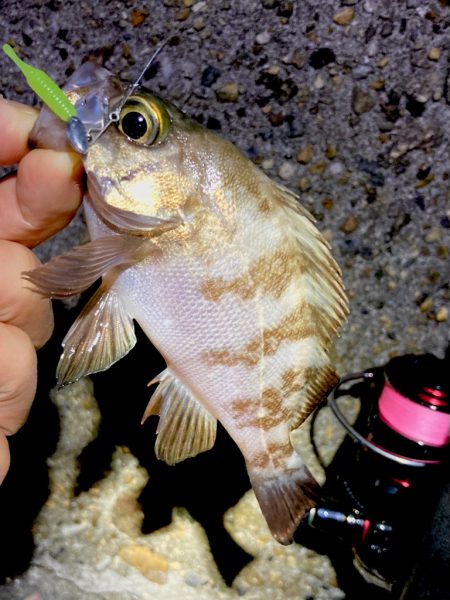 渋いっ。メバリング。