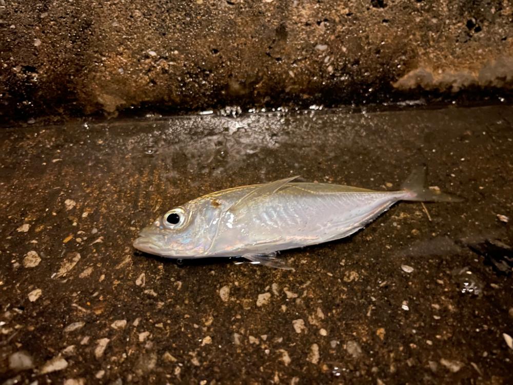 自分はアジング、友達はエギング