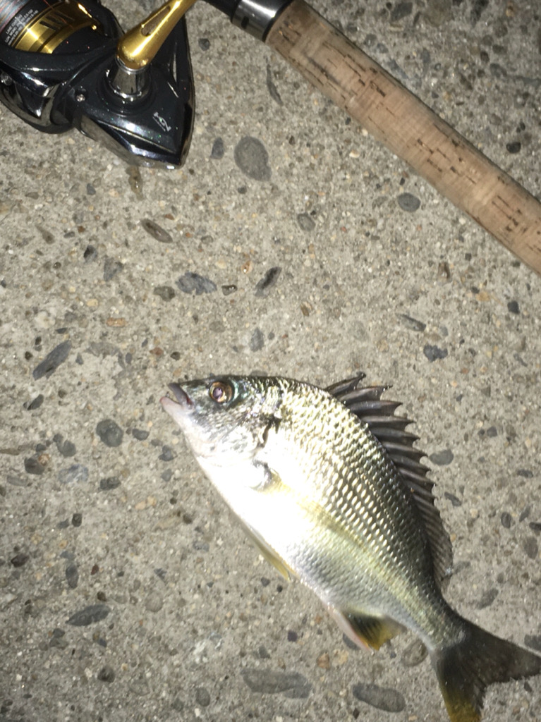 久々の浮き釣り