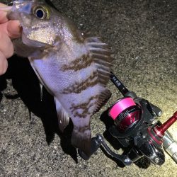 シーズン開幕メバリング