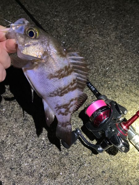 シーズン開幕メバリング