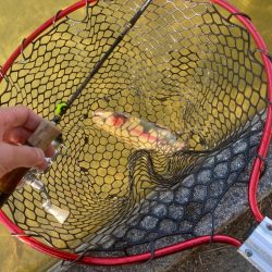 トラウト開幕？！