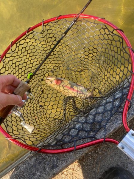 トラウト開幕？！