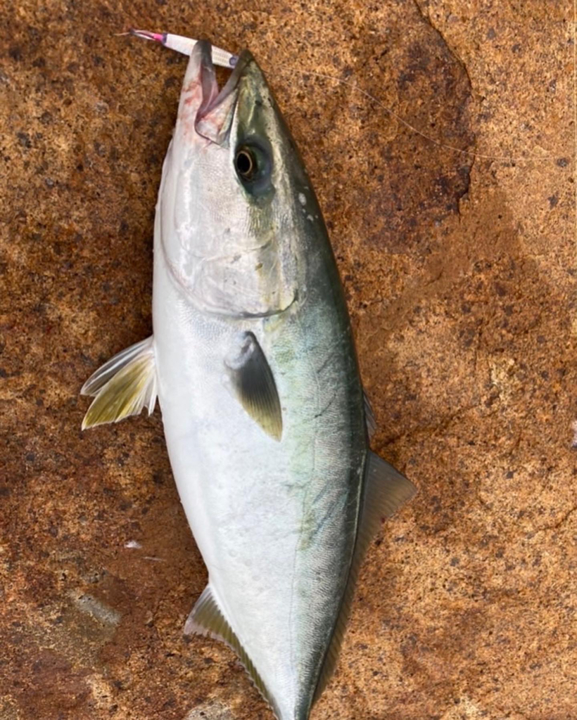 ロッド真っ二つ→ハマチ&メジロ→病院送り